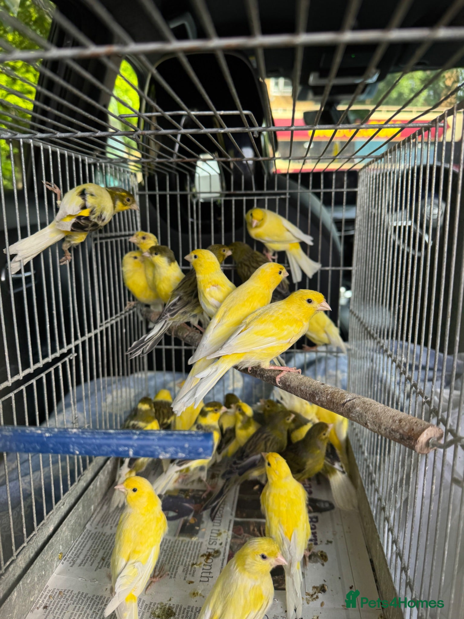 Finches birds Finches and canary for sale  - Advert 10