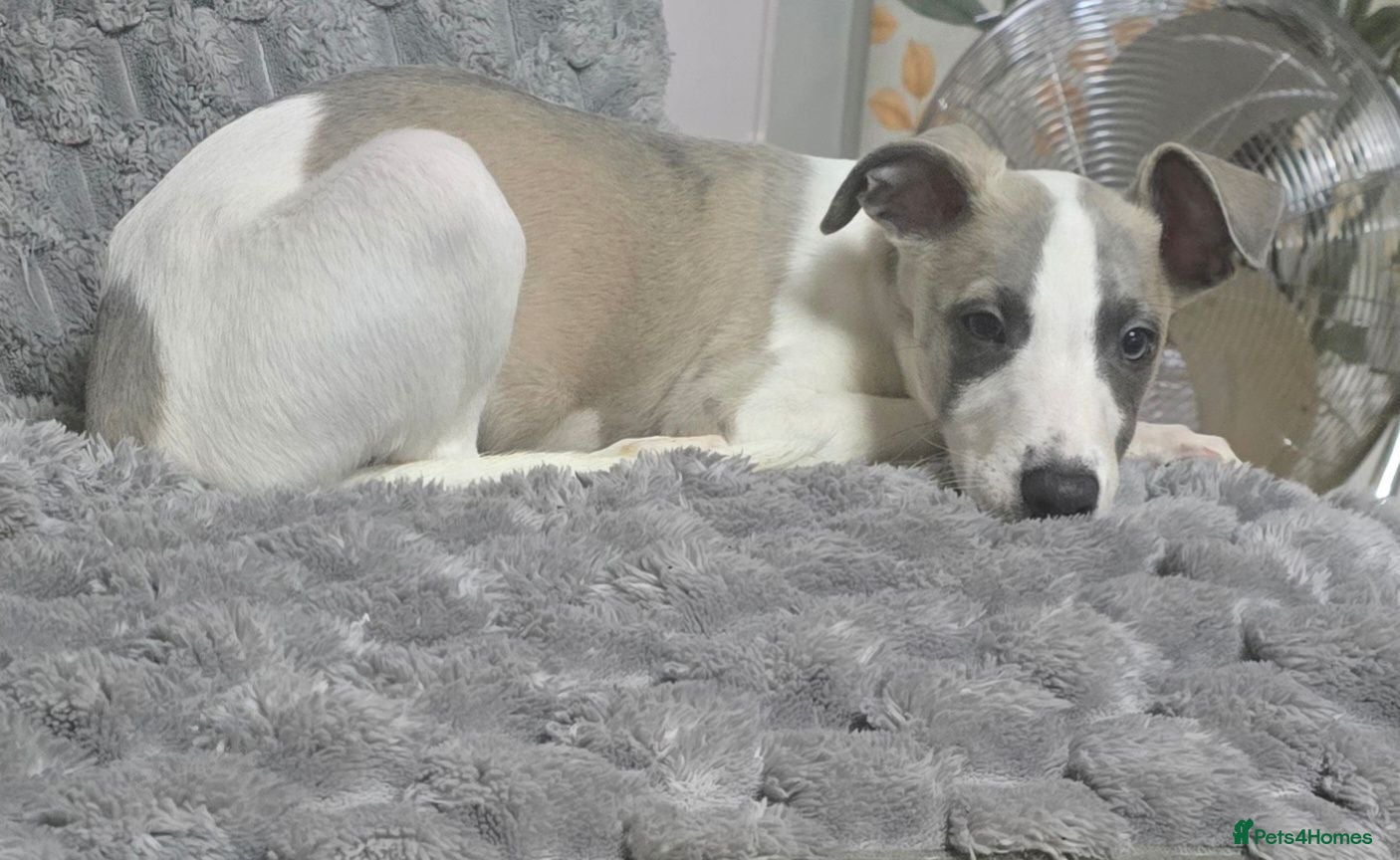 Whippet dogs The 4 most precious!Kc boys wippets 🐶    - Advert 2