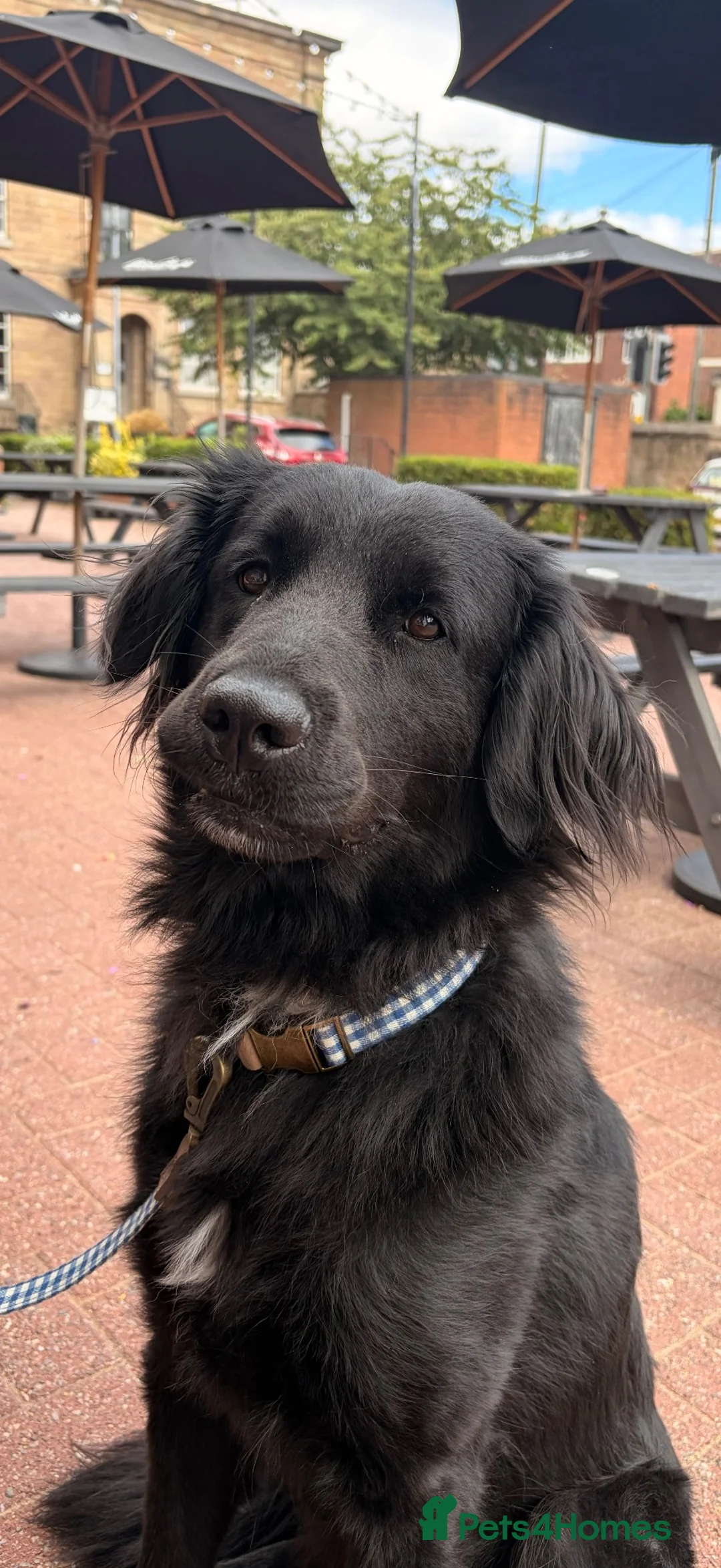 Mixed Breed dogs for sale: Skye ✨ Retriever mix - Advert 2