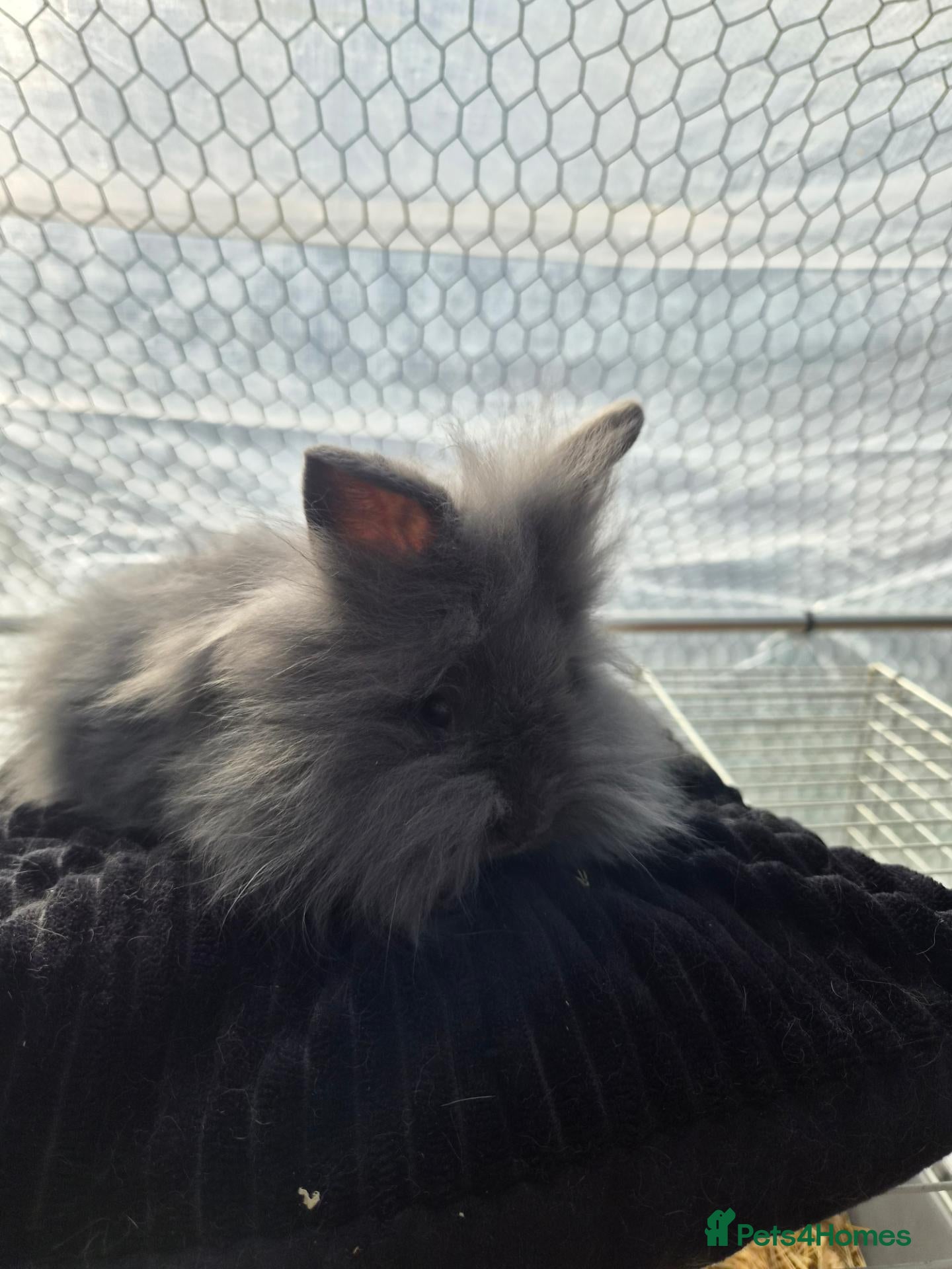 Lionhead rabbits (3 LEFT) Lion head x Angora - Advert 1