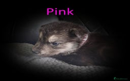 Shepsky dogs for sale: Siberian husky hybrid pups - Image 13