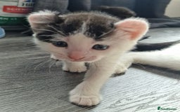 Mixed Breed cats for sale: 4 peculiar kittens with elf ears ❤️ - Image 12