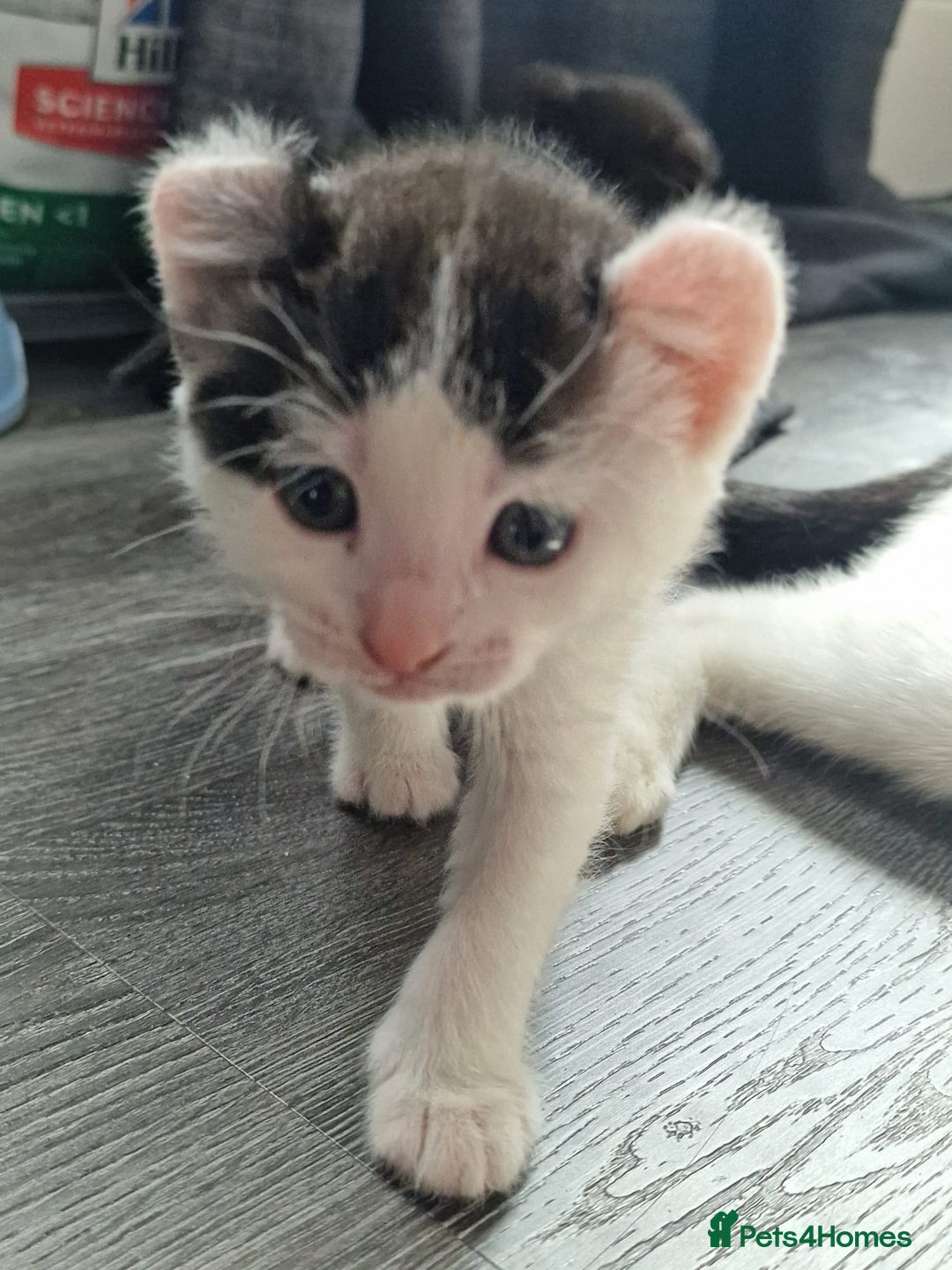 Mixed Breed cats for sale: 4 peculiar kittens with elf ears ❤️ - Image 12