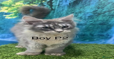 Maine Coon cats - Advert 11