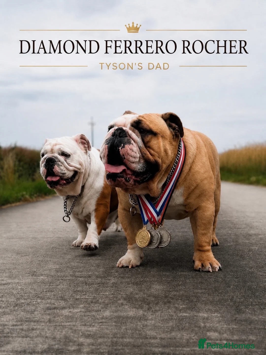 English Bulldog dogs for stud: TYSON - PROVEN KC REG STUD - Advert 8