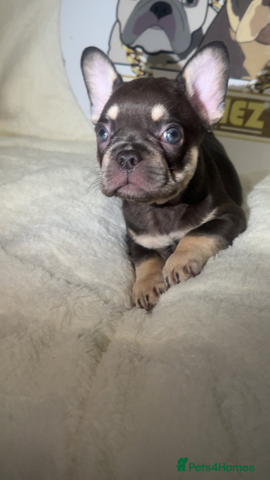 French Bulldog dogs for sale: French Bulldog puppies for sale - Image 6