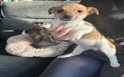 Jack Russell dogs for sale: Jack Russell pups  - Image 4