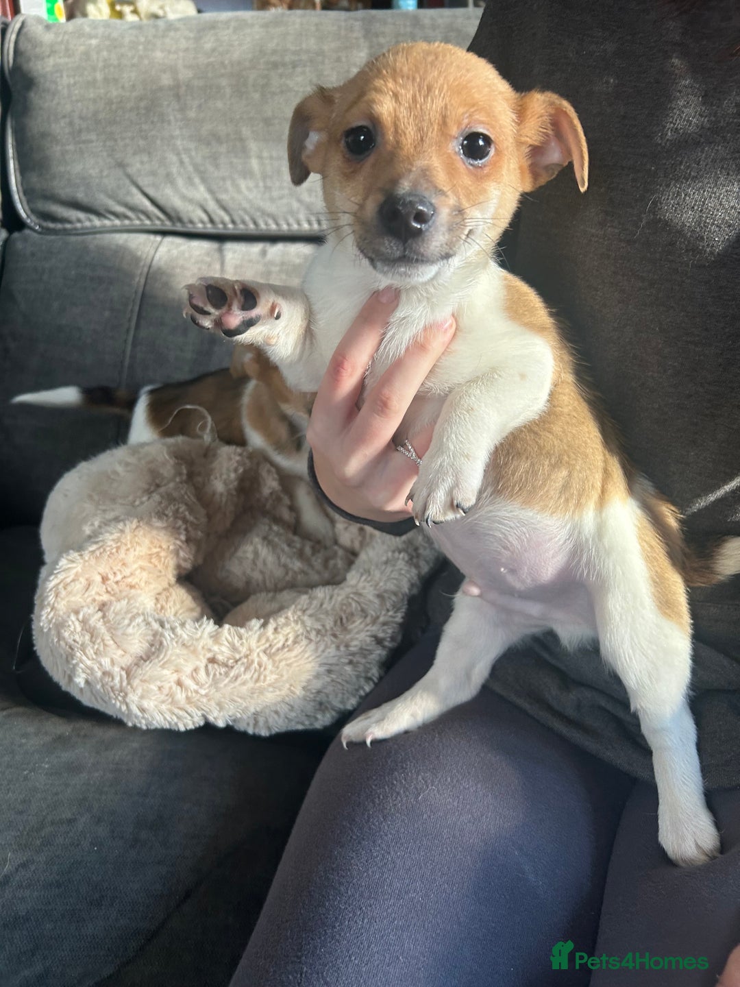 Jack Russell dogs for sale: Jack Russell pups  - Image 4