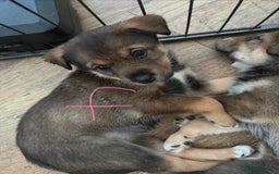 Mixed Breed dogs for sale: HuskyGerman/Rotweiler mixed breed puppies for sale - Advert 21