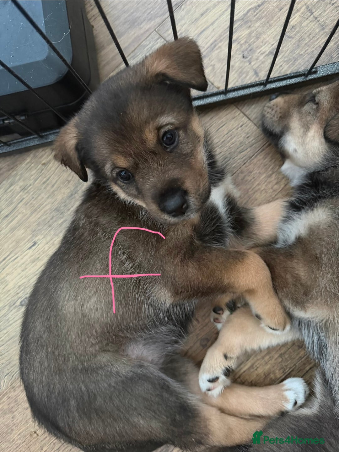 Mixed Breed dogs for sale: HuskyGerman/Rotweiler mixed breed puppies for sale - Advert 21