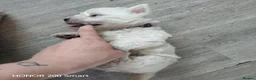 West Highland Terrier dogs for sale: NOW RESERVED Beautiful west highland terriers  - Advert 3