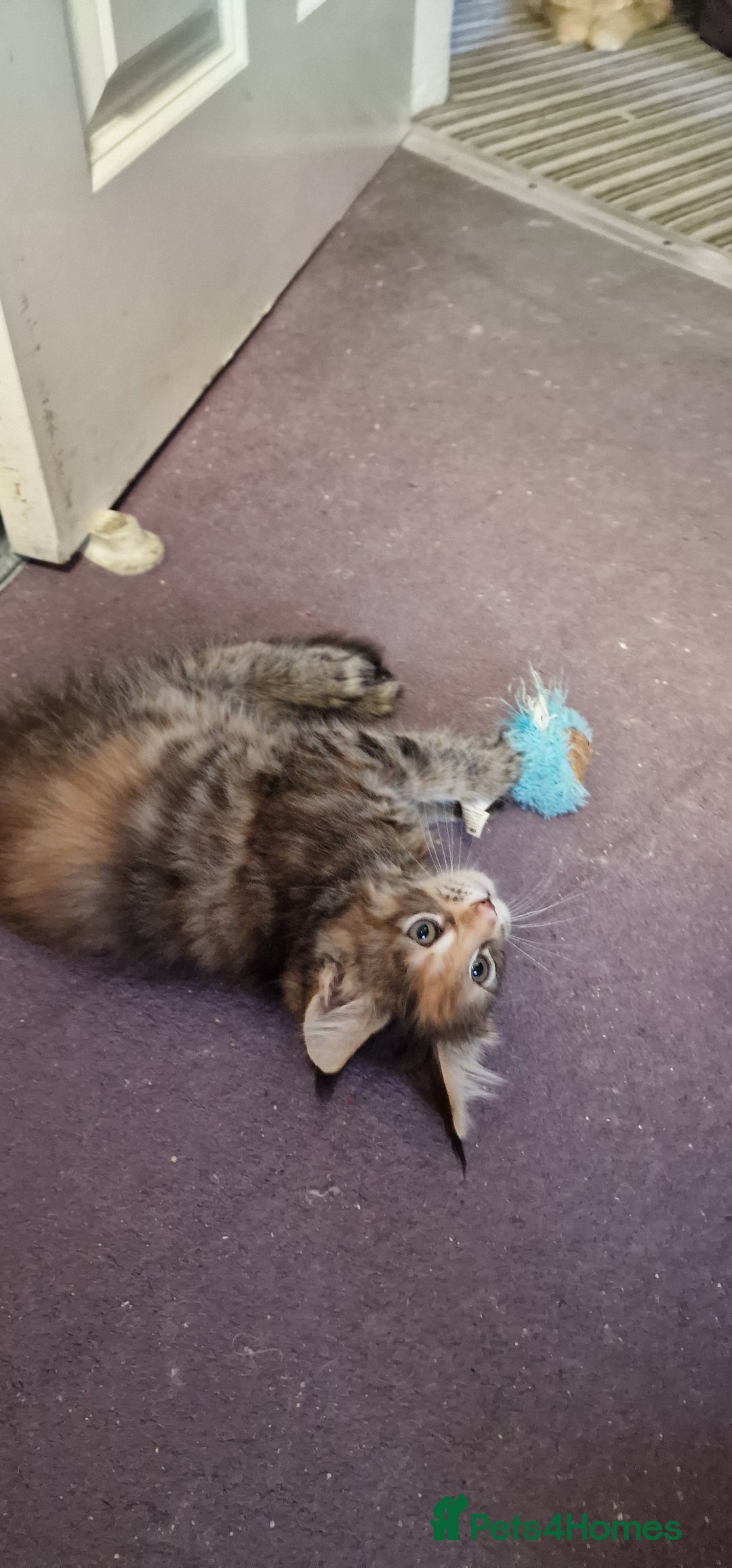 Maine Coon cats for sale: Maine Coon Kittens Looking for Loving Homes - Advert 6