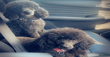 Toy Poodle dogs - Advert 12