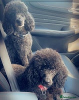 Toy Poodle dogs - Advert 2