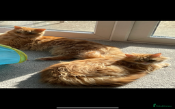 Bengal cats for sale: Two  gingers  cats  - Image 2