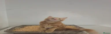 Scott