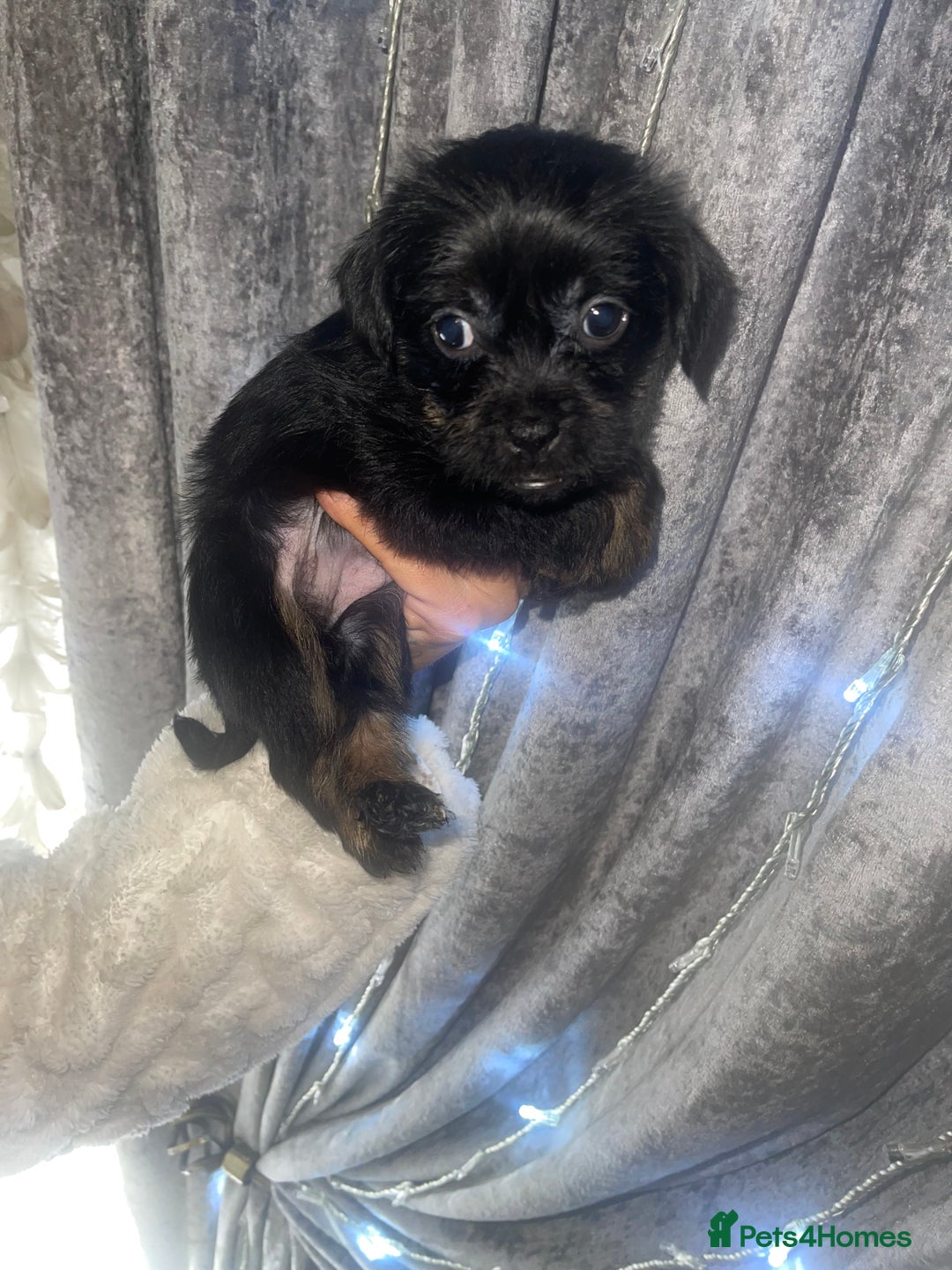 Mixed Breed dogs for sale: Jackapoo/French bulldog  - Advert 9