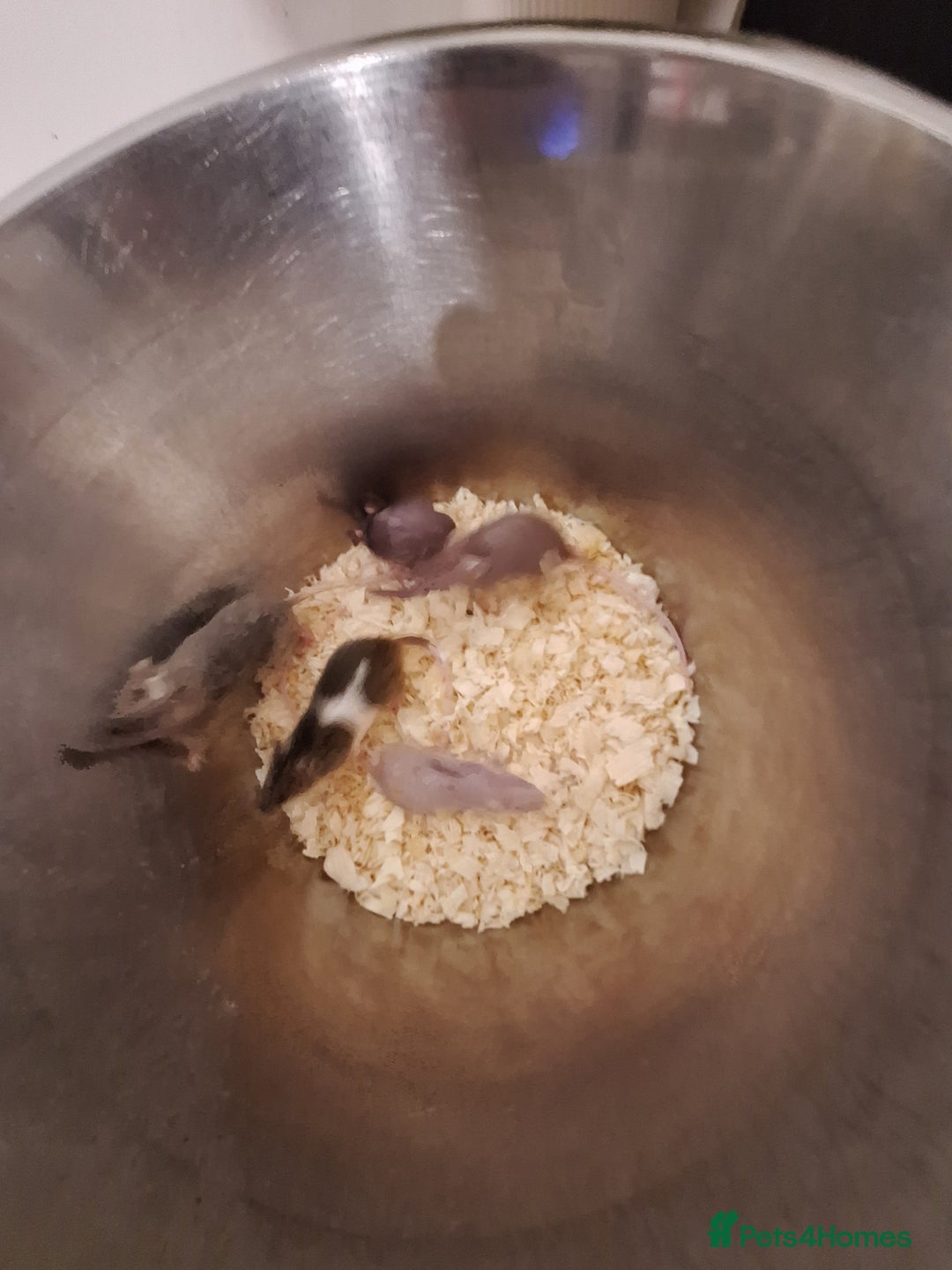 Mouse rodents for sale: Fancy pet mice for sale £8 each  - Image 6