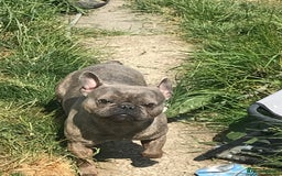 French Bulldog dogs for sale: Blue brindle French bulldog  - Image 2