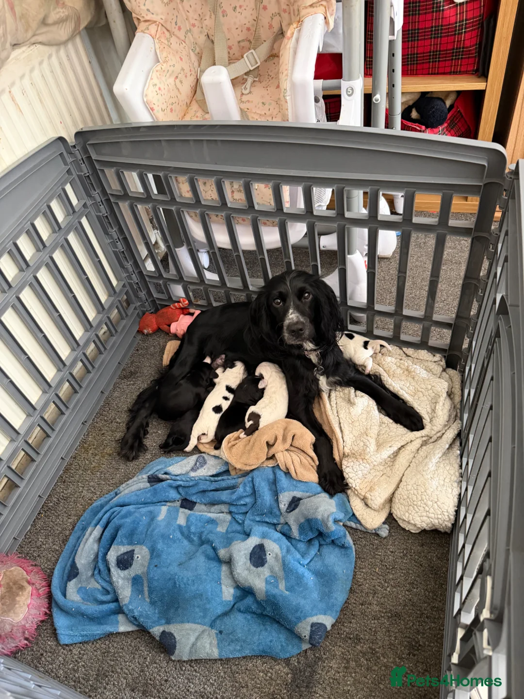 Sprocker dogs for sale: Spaniel puppies  - Advert 3
