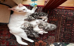 British Shorthair cats for sale: Beautiful British Shorthair/Turkish Angora Kittens - Image 6