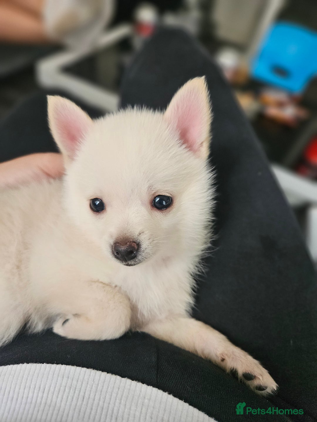 Pomchi dogs for sale: Pomeranian, fimele - Image 8