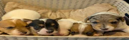 Jack Russell dogs for sale: 5 beautiful Jack Russell puppies for sale - Advert 1