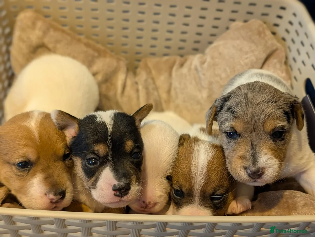 Jack Russell dogs for sale: 5 beautiful Jack Russell puppies for sale - Advert 1