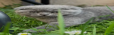Scottish Fold Kitten 5