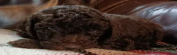 Labradoodle dogs for sale: Stunning F2 Labradoodle pups... Available soon - Advert 8