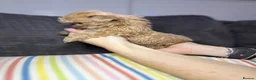 Shih Tzu dogs for sale: Imperial shihtzu puppies  - Advert 7