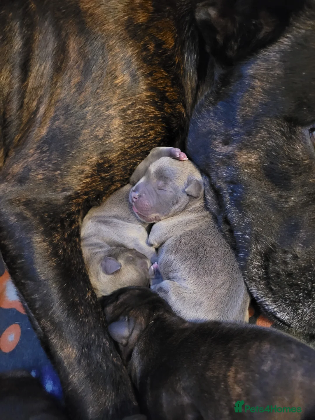 Mixed Breed dogs for sale: Staffie cross mastiff - Advert 7