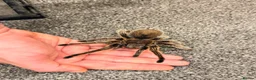 Tarantulas invertebrates for sale: AF G. Rosea  - Advert 2