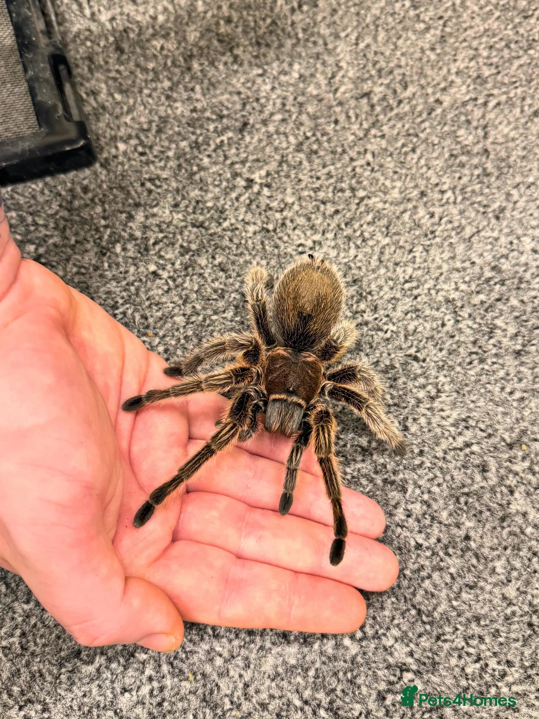 Tarantulas invertebrates for sale: AF G. Rosea  - Advert 2