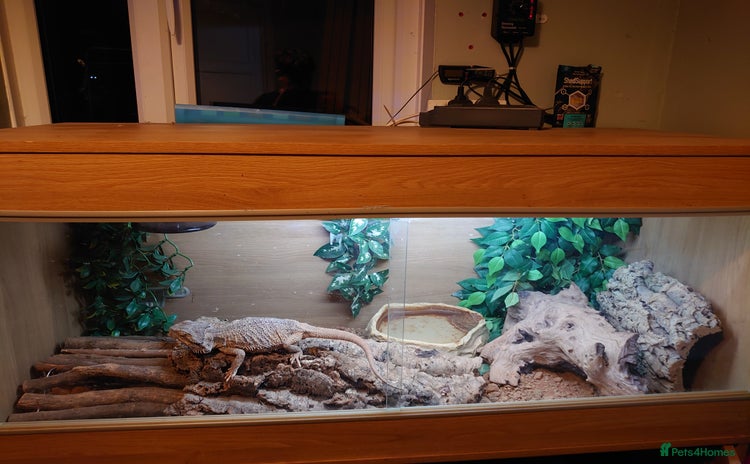 Bearded Dragon reptiles - Advert 2