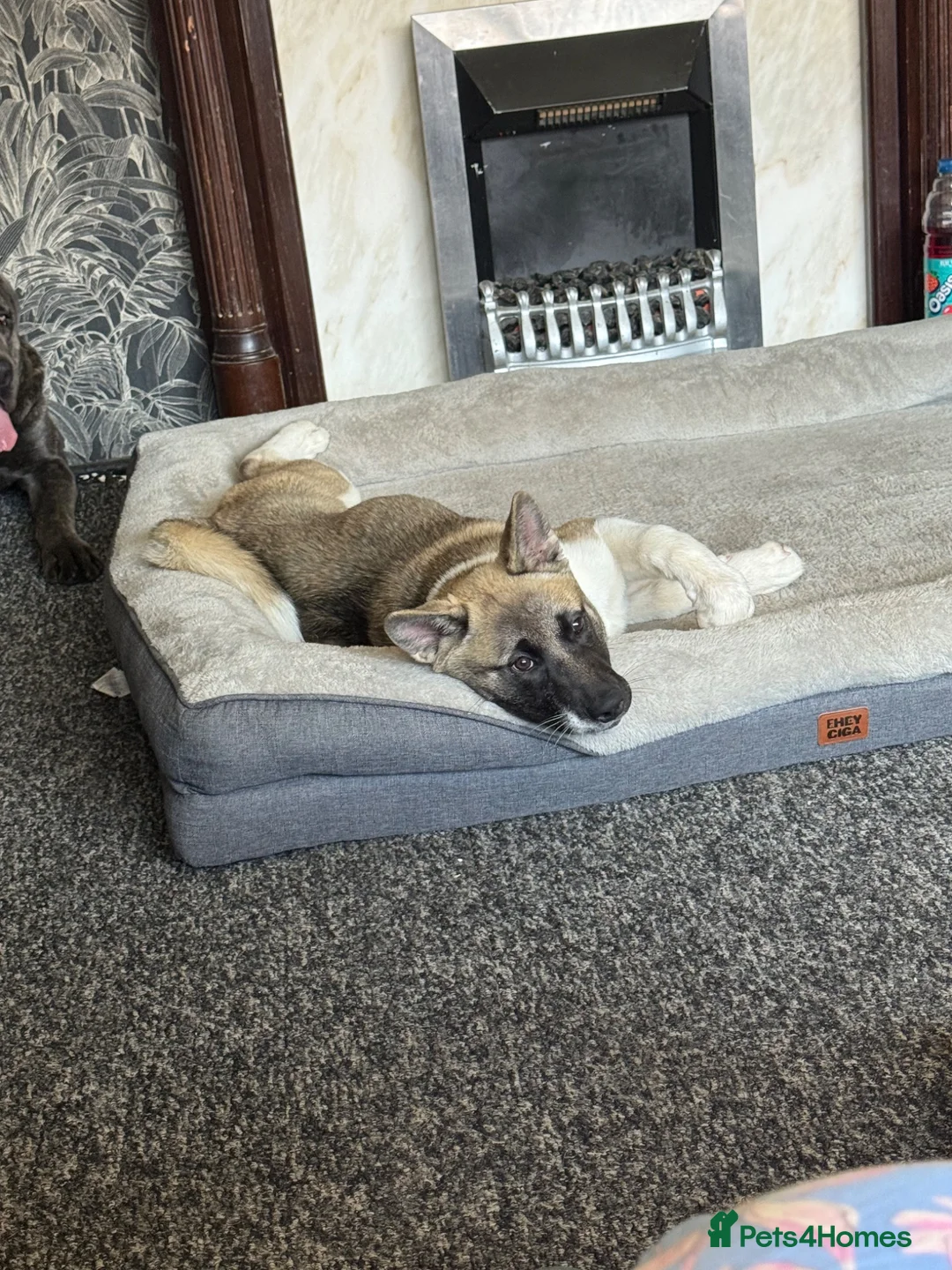 Akita dogs for sale: female akita puppy  - Advert 2