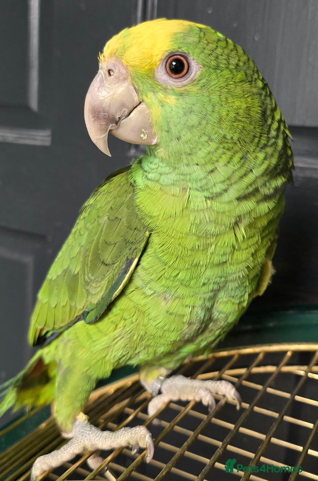 Parrots birds for sale: Cheeky Handreared Amazon's, Galah's & Caique's!!! - Advert 5