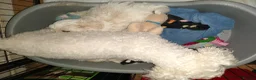 Zuchon dogs for sale: Shichon/Zuchon - Advert 12