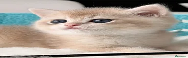 British Shorthair Blue golden chinchilla boy AY12