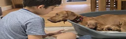 Hungarian Vizsla dogs for sale: Beautiful Hungarian Vizsla Puppies 4 Girls 2 Boys - Advert 12