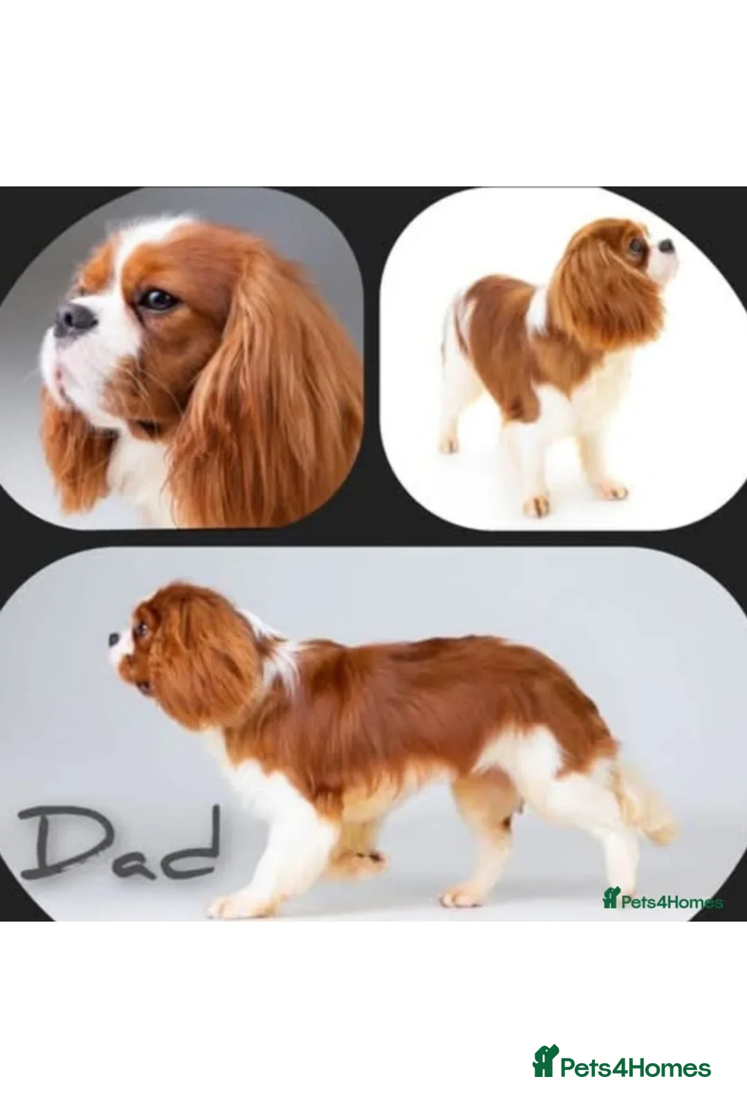 Cavalier King Charles Spaniel dogs for sale: Cavalier King Charles KC reg DNA 5* home breed - Advert 31