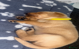 Labrador Retriever dogs for sale: Exceptional KC FTCH Working Labrador Pups - Image 15