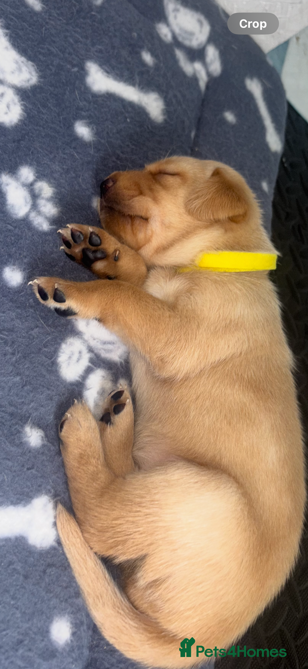 Labrador Retriever dogs for sale: Exceptional KC FTCH Working Labrador Pups - Image 15