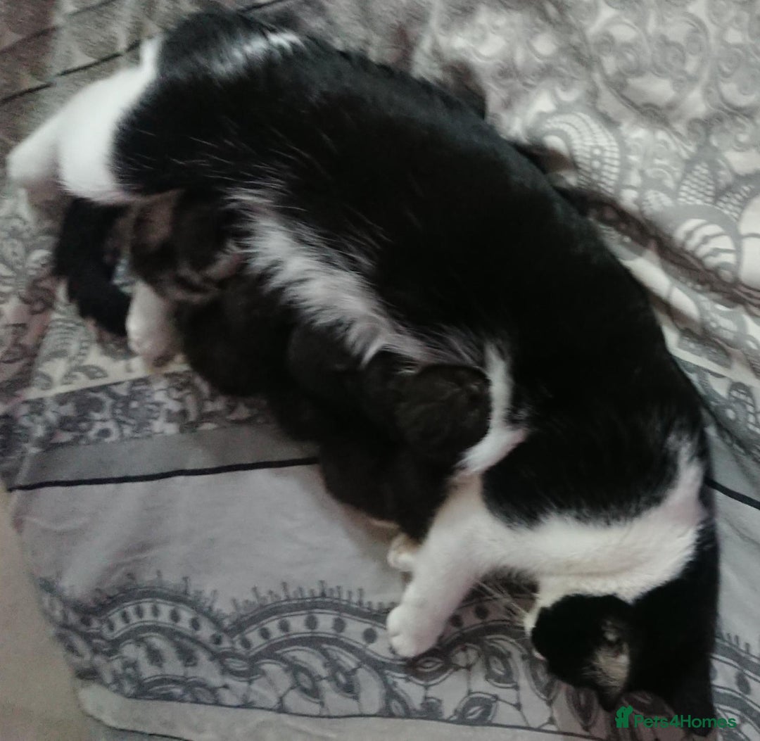 Mixed Breed cats for sale: Beautiful litter of 5 kittens 3 girls 2 boys - Advert 1