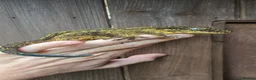Gecko reptiles for sale: Yellow female Gargoyle gecko  - Advert 2
