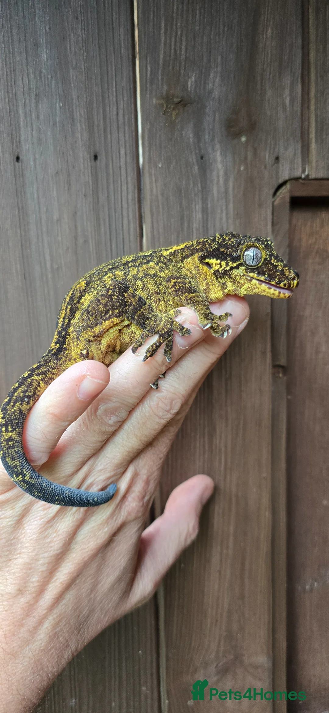 Gecko reptiles for sale: Yellow female Gargoyle gecko  - Advert 2