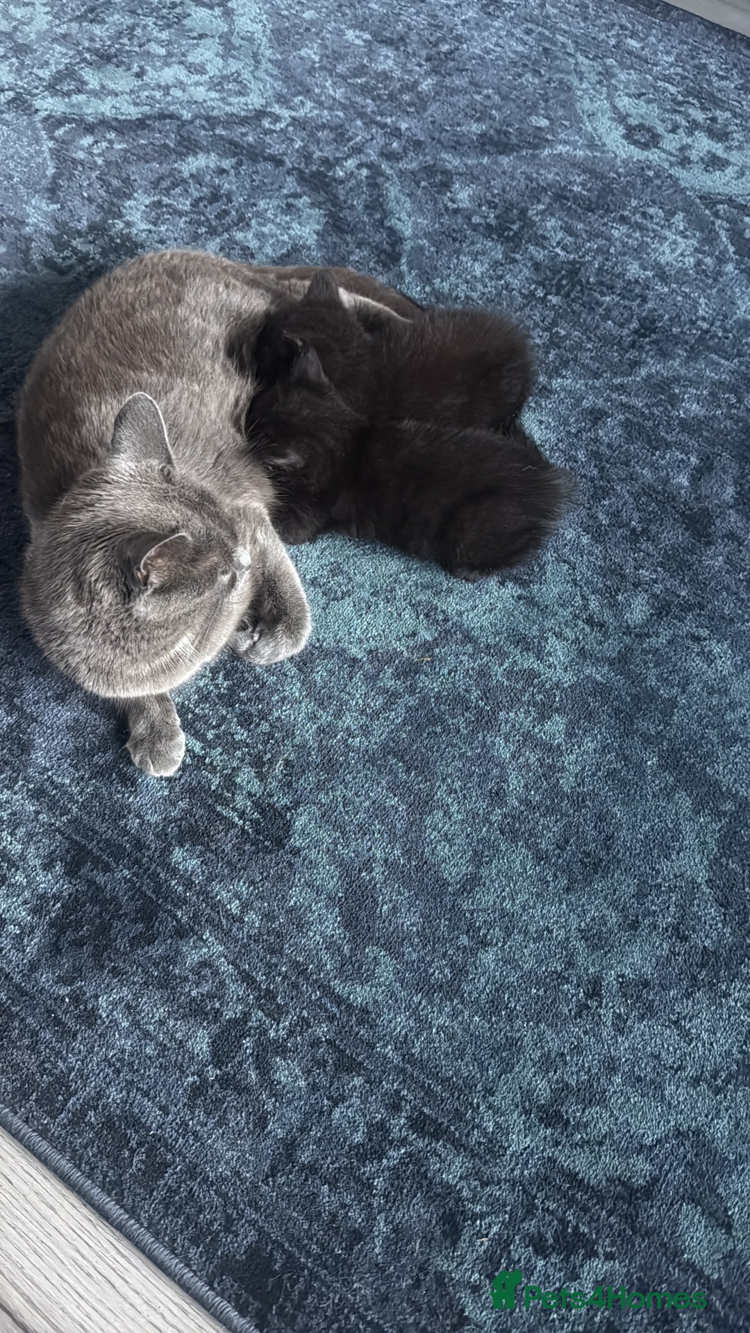 Ragdoll cats for sale: Part Ragdoll Kitten - Image 6