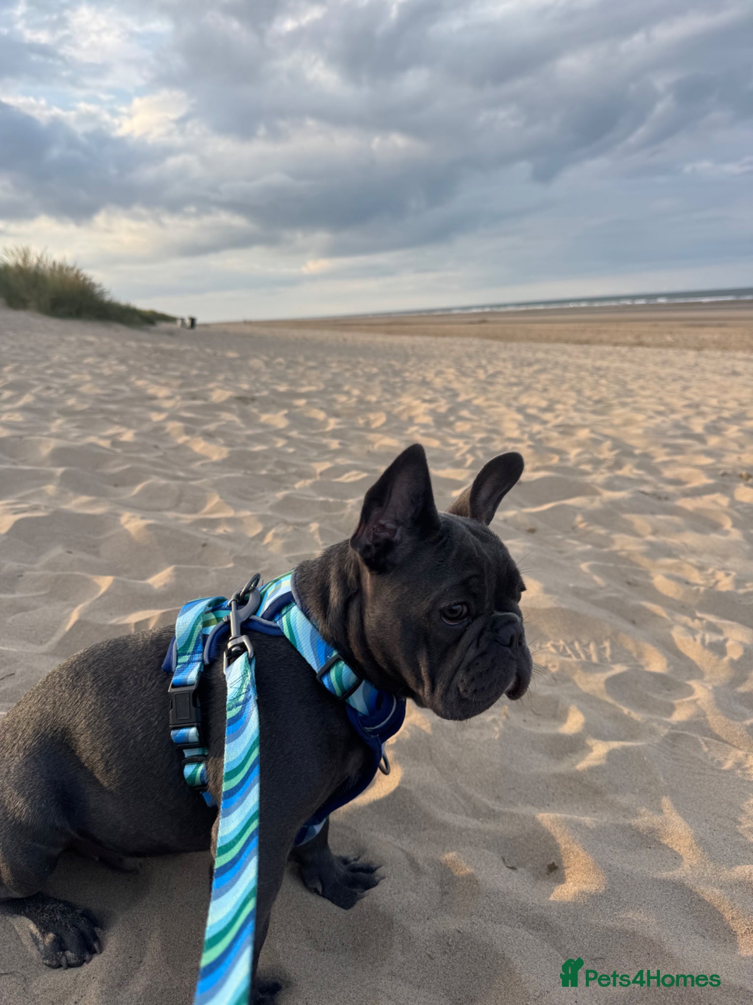 French Bulldog dogs French Bulldog for Stud KC registered 💙 - Advert 3