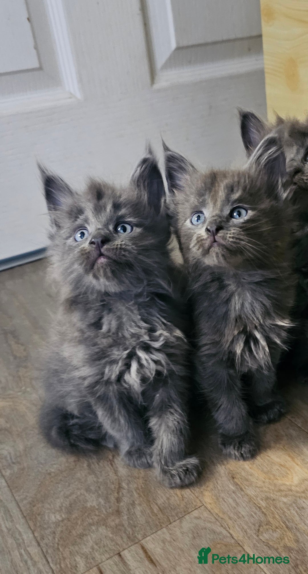 Maine Coon cats for sale: 🔥*STUNNING Litter of 6 Solid*💎*Blue Maine Coon💎 - Advert 8