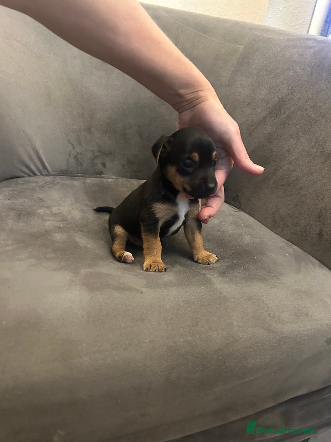 Jack Russell dogs for sale: Lovely Jack Russel puppies  - Image 11